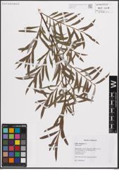 Foto von Salix eleagnos Scop.